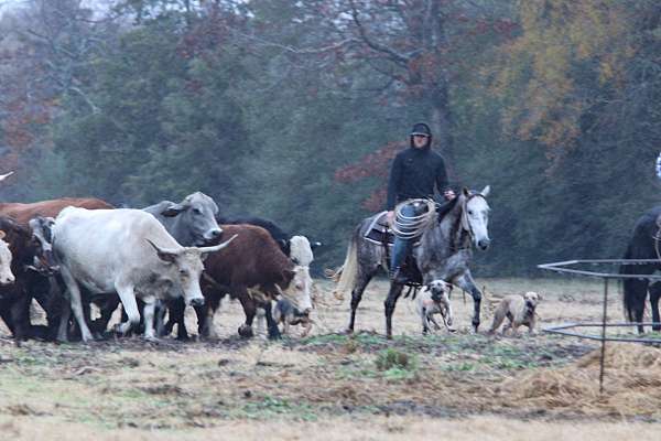 performance-quarter-horse