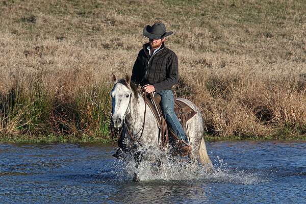 ranch-versatility-quarter-horse