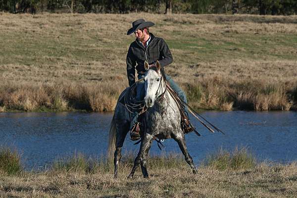 roping-quarter-horse