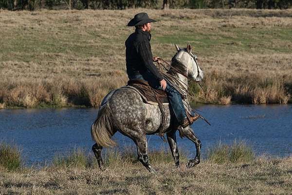 show-quarter-horse