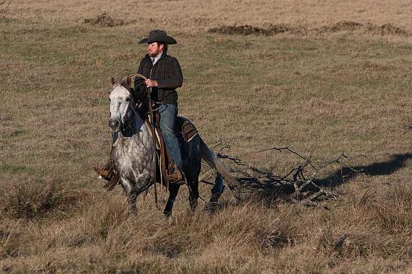 trail-riding-quarter-horse