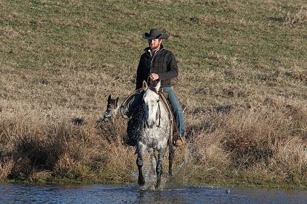 western-riding-quarter-horse