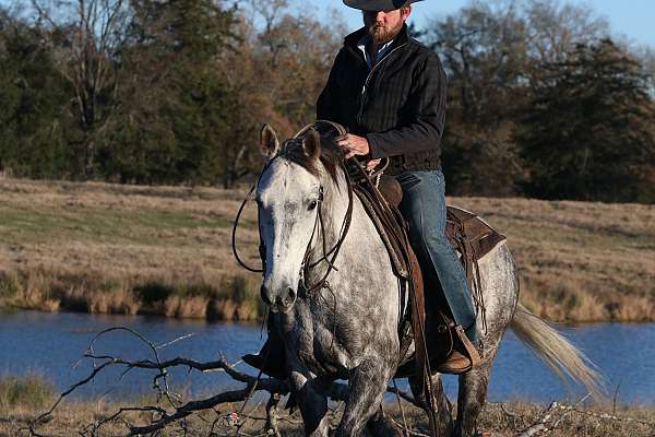 working-cow-quarter-horse