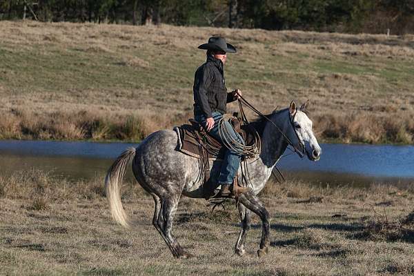 working-cattle-quarter-horse