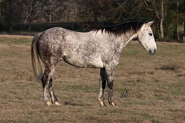 grey-quarter-horse-gelding