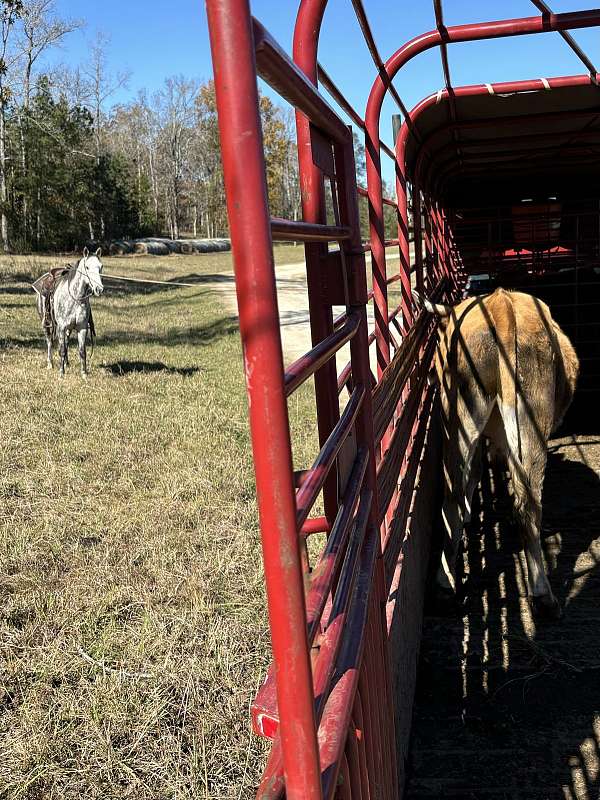 grey-all-around-horse