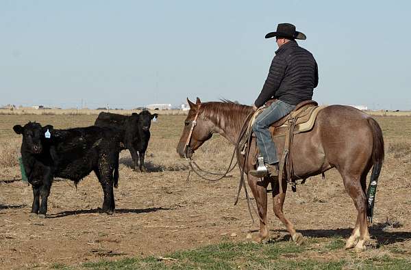 athletic-quarter-horse