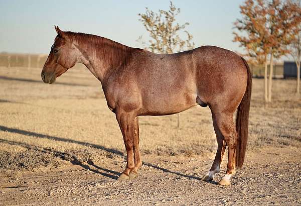 cutting-prospect-quarter-horse