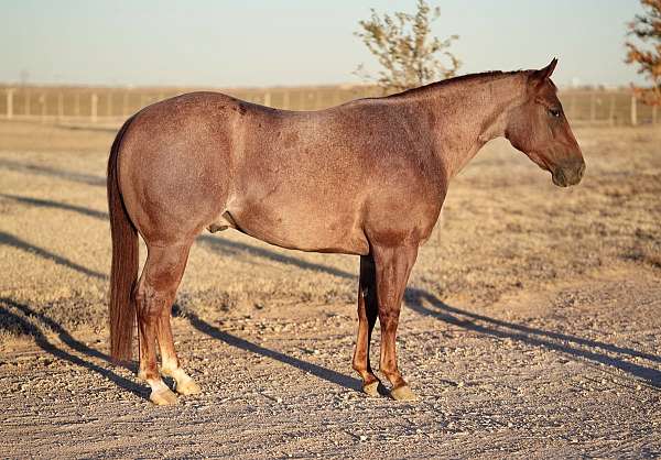 husband-safe-quarter-horse