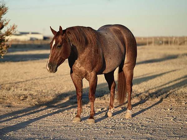 performance-quarter-horse