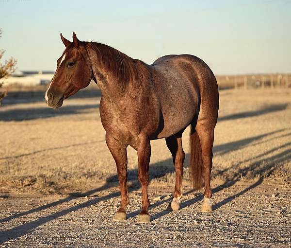 ranch-versatility-quarter-horse