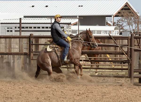 ranch-work-quarter-horse