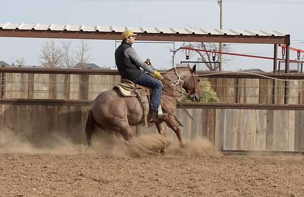 roping-quarter-horse