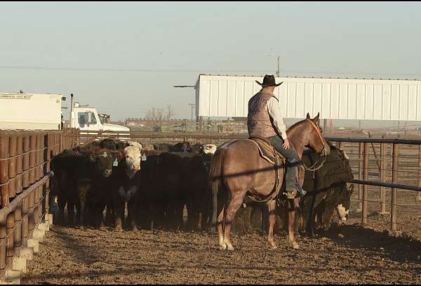 show-quarter-horse