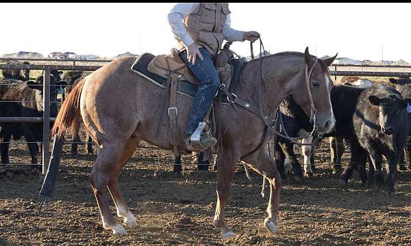 trail-riding-quarter-horse