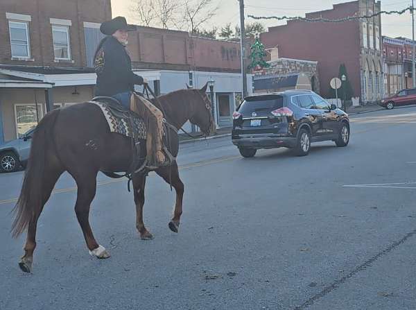 ranch-versatility-quarter-horse