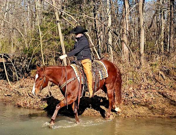 husband-safe-quarter-horse