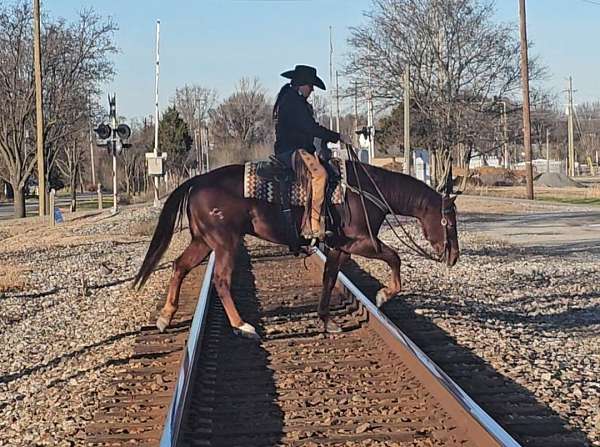 ranch-work-quarter-horse