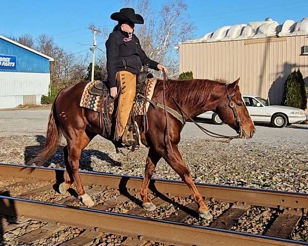 reining-quarter-horse