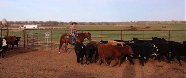 roping-quarter-horse