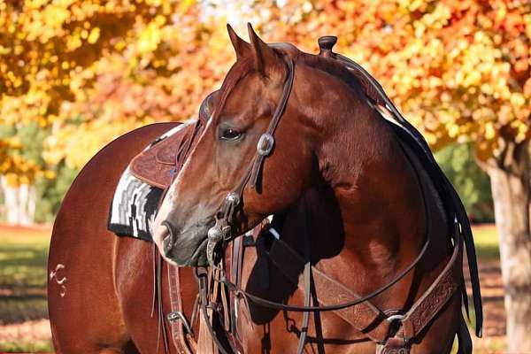 working-cow-quarter-horse