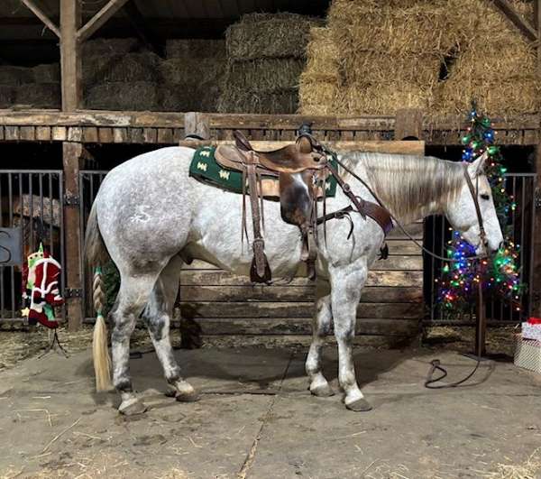 calf-roping-quarter-horse