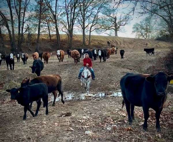 flashy-quarter-horse