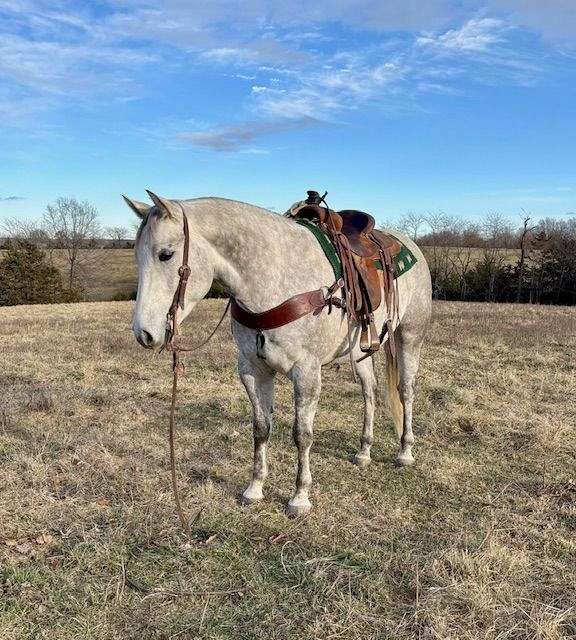 heading-quarter-horse