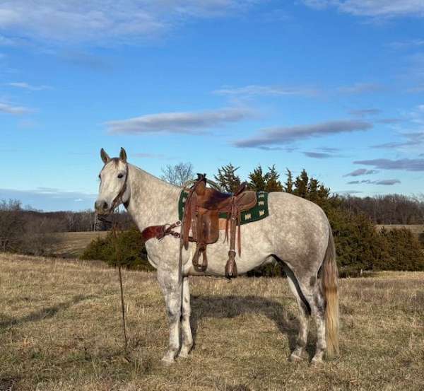 husband-safe-quarter-horse