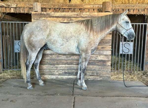 ranch-versatility-quarter-horse