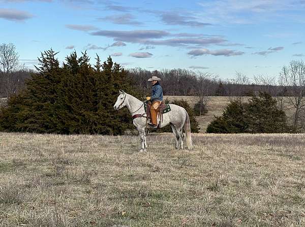 show-quarter-horse