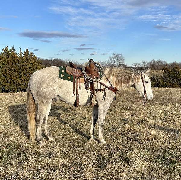 team-penning-quarter-horse