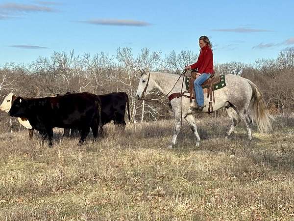 western-riding-quarter-horse