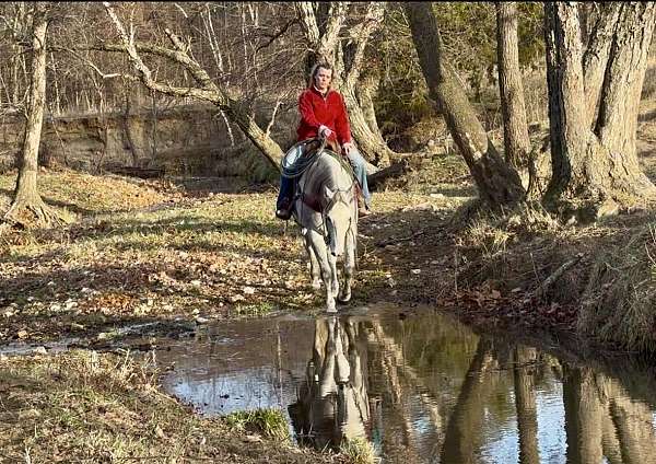 working-cattle-quarter-horse