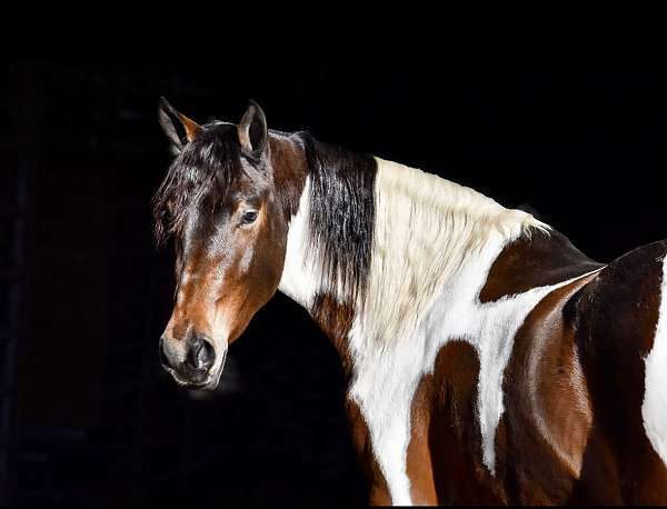 athletic-friesian-horse