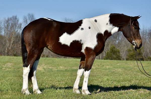 dressage-friesian-horse