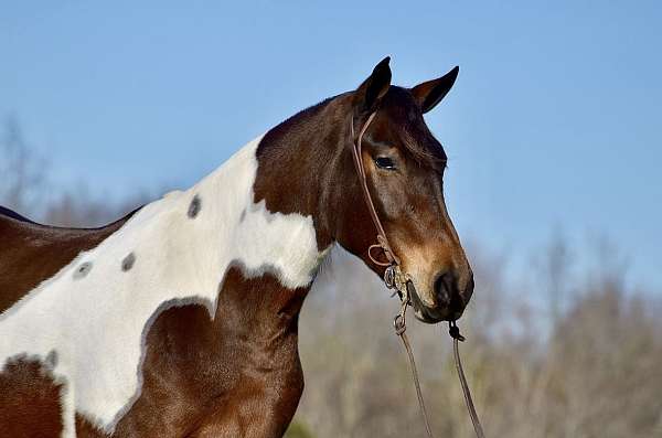 driving-friesian-horse