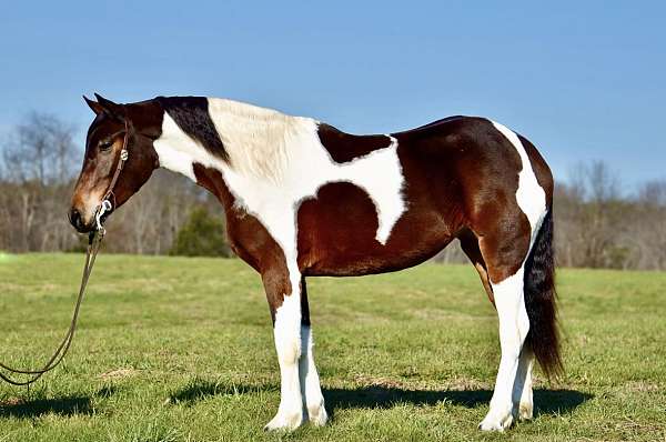 jumping-friesian-horse