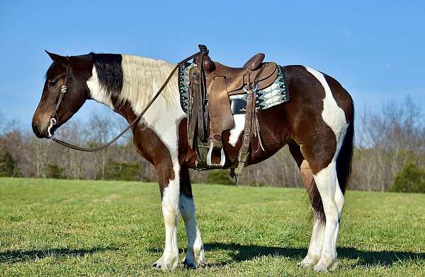 performance-friesian-horse