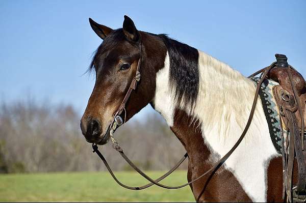 ranch-work-friesian-horse