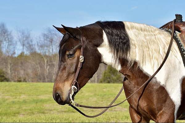 ridden-western-friesian-horse