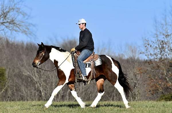 pinto-all-around-horse