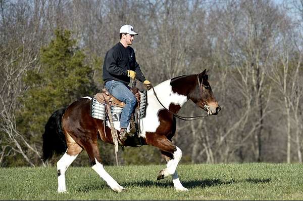 pinto-friesian-mare