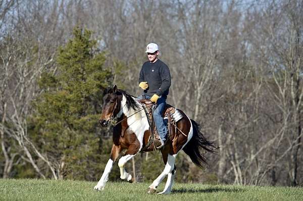 working-cattle-friesian-horse