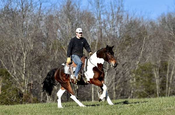 pinto-athletic-horse