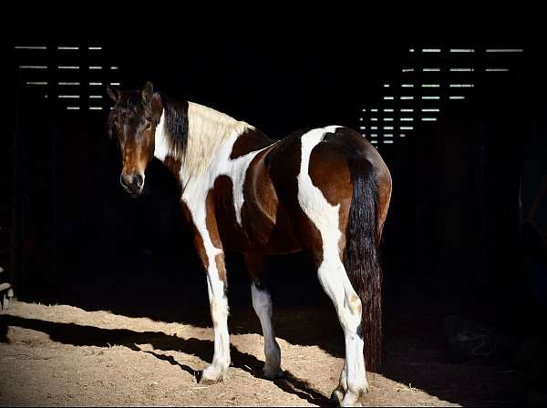 ridden-english-friesian-horse