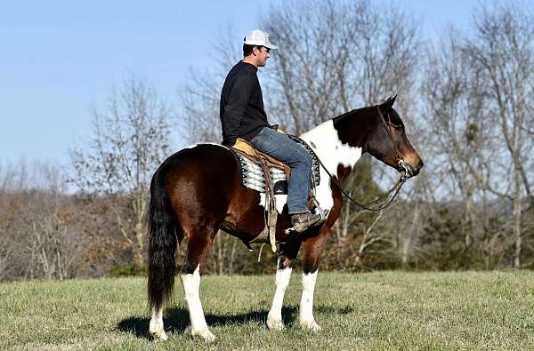 show-friesian-horse