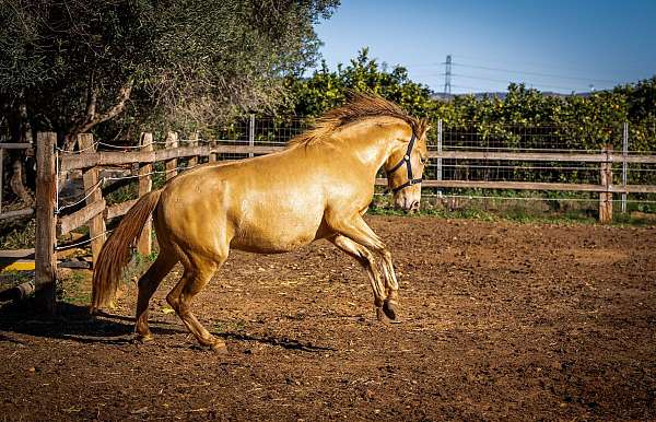 barock-pinto-andalusian-horse