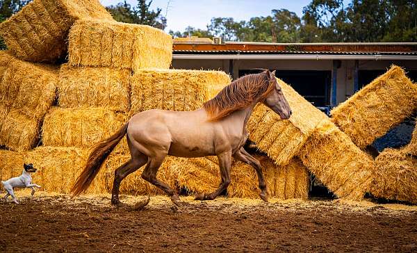 bohorquez-andalusian-horse