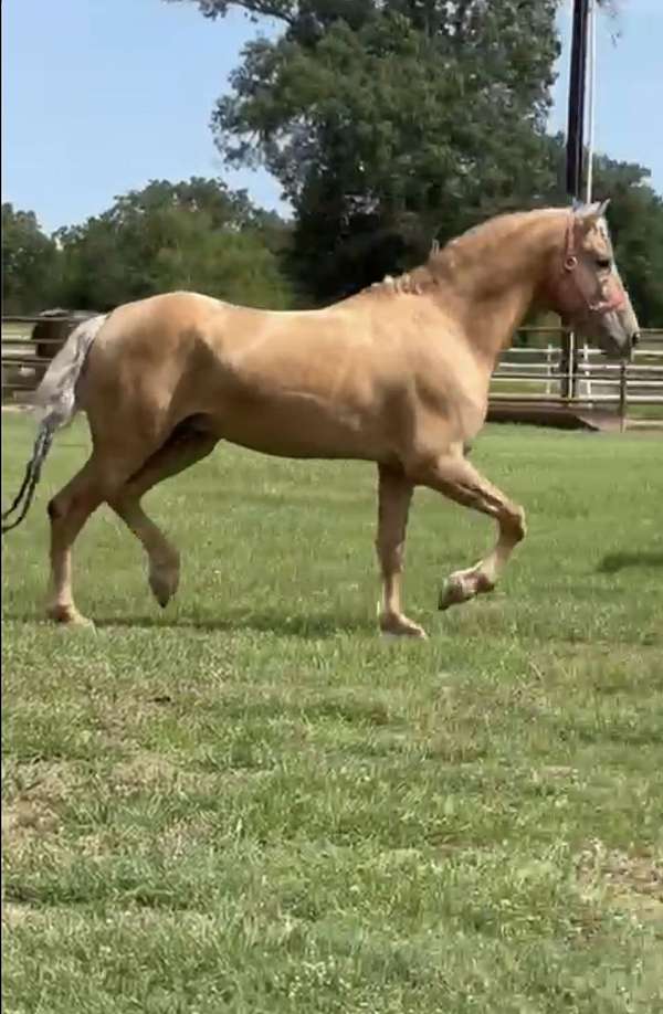 andalusian-horse-for-sale